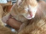 Griffin - Domestic Kitten For Sale - WI&comma; US