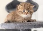 Rare Golden Scottish Straight Kitten - Scottish Straight Kitten For Sale - Orlando&comma; FL&comma; US