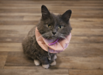 Whisper - Domestic Cat For Adoption - Yampa&comma; CO&comma; US