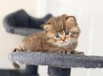Golden Scottish Straight Kitten For reservation - Scottish Straight Kitten For Sale - Orlando&comma; FL&comma; US