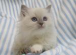 Ragdoll Kitten Female Blue Point Mitted Pet - Ragdoll Kitten For Sale - Thorp&comma; WI&comma; US