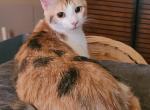 Carlet - Domestic Cat For Sale - Glassboro&comma; NJ&comma; US