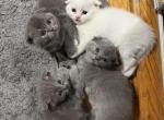 Scotttish fold litter - Scottish Fold Kitten For Sale - Clifton&comma; NJ&comma; US