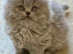 Blue - Persian Kitten For Sale - Georgetown&comma; KY&comma; US