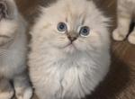 Ragdoll and Scottish fold - Ragdoll Kitten For Sale - OH&comma; US