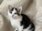Baby boy - Domestic Kitten For Sale - Battle Ground&comma; WA&comma; US