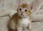 Sweet boy - Domestic Kitten For Sale - Battle Ground&comma; WA&comma; US
