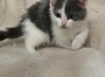 Sunshine - Domestic Kitten For Sale - Battle Ground&comma; WA&comma; US