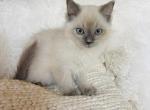blue mink - Ragdoll Kitten For Sale - Cookeville&comma; TN&comma; US