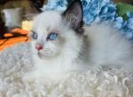Tulip bi color - Ragdoll Kitten For Sale - Cookeville&comma; TN&comma; US