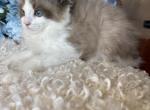 bi color male - Ragdoll Kitten For Sale - Cookeville&comma; TN&comma; US