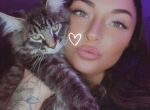 Marley - Maine Coon Kitten For Sale - Mishawaka&comma; IN&comma; US