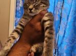 Boba Bean Fett - Domestic Cat For Sale - Brooklyn&comma; NY&comma; US