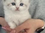 British longhair girl - British Shorthair Kitten For Sale - Shakopee&comma; MN&comma; US
