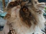 Cfa brown tabby and white 11 mo female persian - Persian Cat For Sale - Woodburn&comma; IN&comma; US