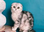Erosha - Scottish Fold Kitten For Sale - Hollywood&comma; FL&comma; US