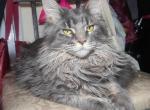 Jade - Maine Coon Kitten For Sale - Brooklyn&comma; NY&comma; US