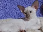 Hunt - Siamese Kitten For Sale - Hollywood&comma; FL&comma; US