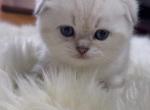 Tod - Scottish Fold Kitten For Sale - Clifton&comma; NJ&comma; US