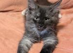 Finlay - Maine Coon Kitten For Sale - Glenview&comma; IL&comma; US