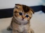 Tasha - Scottish Fold Kitten For Sale - Brooklyn&comma; NY&comma; US