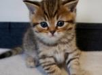 Ken - Scottish Straight Kitten For Sale - Brooklyn&comma; NY&comma; US