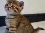 Lucky 1 - Scottish Straight Kitten For Sale - New York&comma; NY&comma; US