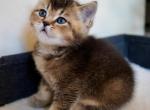 Ken 2 - Scottish Straight Kitten For Sale - New York&comma; NY&comma; US