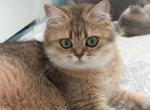 Sonya - British Shorthair Cat For Sale/Service - Matthews&comma; NC&comma; US