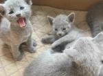 Russian Blue Kittens new litter 3 - Russian Blue Kitten For Sale - Dumfries&comma; VA&comma; US