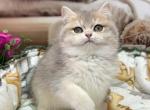 Friendly girl - British Shorthair Kitten For Sale - 