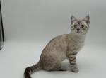 Bella - Bengal Kitten For Sale - ME&comma; US