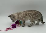 Stella - Bengal Kitten For Sale - ME&comma; US