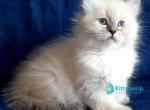 Luka - Siberian Kitten For Sale - Pembroke Pines&comma; FL&comma; US
