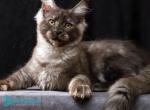 Xaden - Maine Coon Kitten For Sale - Pembroke Pines&comma; FL&comma; US