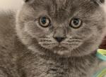 Cathreen - Scottish Fold Kitten For Sale - Huntington&comma; NY&comma; US