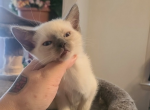 Siamese kittens - Siamese Kitten For Sale - Lowell&comma; MA&comma; US