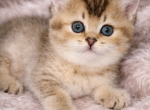 Bella - Scottish Straight Kitten For Sale - Clearwater&comma; FL&comma; US