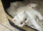 Karmas Beautiful Persian Babies - Persian Kitten For Adoption - Las Vegas&comma; NV&comma; US