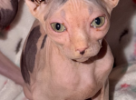 Elf Boy - Sphynx Kitten For Sale - Yucca Valley&comma; CA&comma; US
