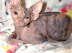 Calico - Sphynx Kitten For Sale - Yucca Valley&comma; CA&comma; US