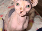Boy - Sphynx Kitten For Sale - Yucca Valley&comma; CA&comma; US