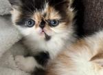 Mitzy - Exotic Kitten For Sale - Arlington Heights&comma; IL&comma; US