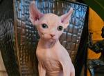 Spynx dwelf & odd eyed elf kittens - Sphynx Kitten For Sale - Thurmont&comma; MD&comma; US