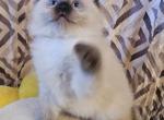 Trouble - Ragdoll Kitten For Sale - Lexington&comma; PA&comma; US
