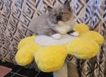 Boots - Ragdoll Kitten For Sale - Lexington&comma; PA&comma; US