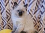 Abbie - Ragdoll Kitten For Sale - Lexington&comma; PA&comma; US