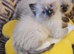 Ozzy - Ragdoll Kitten For Sale - Lexington&comma; PA&comma; US