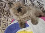 Buster - Ragdoll Kitten For Sale - Lexington&comma; PA&comma; US