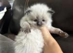 Knight - Siberian Kitten For Sale - Bonita Springs&comma; FL&comma; US